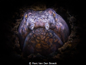 snakenose by Marc Van Den Broeck 